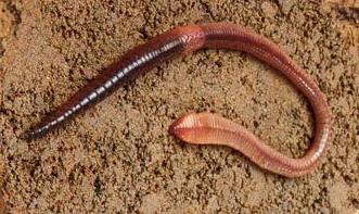 Foto von Lumbricus terrestris